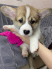 Photo №2 to announcement № 32408 for the sale of welsh corgi - buy in Belarus 