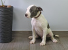 Photo №4. I will sell american staffordshire terrier in the city of Kishinev. from nursery, breeder - price - 740$