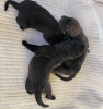 Photo №4. I will sell cane corso in the city of Oklahoma City. breeder - price - Is free