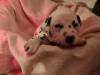 Photo №2 to announcement № 98896 for the sale of dalmatian dog - buy in Germany 