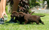 Additional photos: Labrador retriever puppies