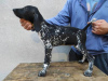 Photo №3. German Wirehaired Pointer, puppies. Serbia