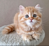 Photo №1. scottish fold - for sale in the city of Permian | 260$ | Announcement № 103691