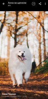 Photo №2 to announcement № 2304 for the sale of samoyed dog - buy in Belarus from nursery