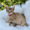 Photo №1. savannah cat - for sale in the city of London | 317$ | Announcement № 121993