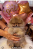 Additional photos: Beautiful Pomeranians BOO