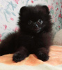 Photo №2 to announcement № 12119 for the sale of pomeranian - buy in Germany from nursery, breeder