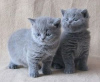 Photo №1. british shorthair - for sale in the city of Berlin | Is free | Announcement № 116110