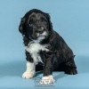Photo №2 to announcement № 98481 for the sale of portuguese water dog - buy in Portugal breeder