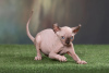 Photo №4. I will sell sphynx-katze in the city of Cologne. from nursery - price - 832$