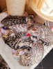 Photo №2 to announcement № 97918 for the sale of bengal cat - buy in Germany private announcement, from nursery