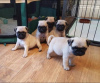 Photo №1. pug - for sale in the city of Garmisch-Partenkirchen | Is free | Announcement № 71105