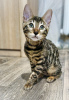 Photo №1. bengal cat - for sale in the city of Смолевичи | negotiated | Announcement № 117224