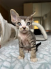 Photo №2 to announcement № 121031 for the sale of devon rex - buy in Germany private announcement, breeder