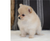 Photo №1. pomeranian - for sale in the city of Basel | negotiated | Announcement № 17390
