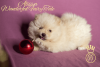 Photo №4. I will sell german spitz in the city of Cheboksary. from nursery - price - negotiated