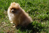 Photo №3. Pomeranian girl. Russian Federation