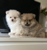 Photo №1. pomeranian - for sale in the city of Гронинген | 423$ | Announcement № 115501