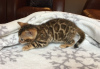 Photo №1. bengal cat - for sale in the city of Berlin | 370$ | Announcement № 111835