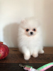 Photo №4. I will sell pomeranian in the city of Берлингероде. private announcement - price - Is free