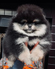 Photo №4. I will sell pomeranian in the city of Амстердам. private announcement - price - 687$