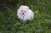 Photo №1. pomeranian - for sale in the city of Nuremberg | 350$ | Announcement № 118335