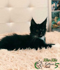 Photo №2 to announcement № 11052 for the sale of maine coon - buy in Russian Federation private announcement, from nursery, breeder