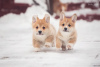 Photo №1. welsh corgi - for sale in the city of Khabarovsk | 1$ | Announcement № 38843