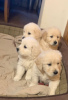 Photo №4. I will sell golden retriever in the city of Москва. private announcement, breeder - price - 475$