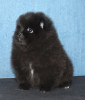Photo №1. pomeranian - for sale in the city of Dubai | negotiated | Announcement № 35902