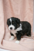 Photo №3. Miniature American Shepherd (Mini Aussie) puppies for sale. Russian Federation