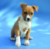 Photo №2 to announcement № 106255 for the sale of american staffordshire terrier - buy in Serbia private announcement