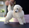 Additional photos: Toy Poodle puppies