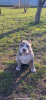 Photo №1. american bully - for sale in the city of Чехтице | 3000$ | Announcement № 94260