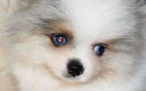 Photo №3. Pomeranian bear exclusive color. Poland