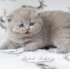 Photo №1. british shorthair - for sale in the city of Berlin | 423$ | Announcement № 101742