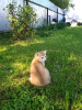 Photo №3. British golden chinchilla kittens. Russian Federation