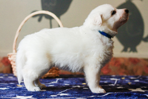 Photo №2 to announcement № 6043 for the sale of berger blanc suisse - buy in Russian Federation breeder