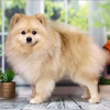 Photo №1. non-pedigree dogs - for sale in the city of Krasnodar | 659$ | Announcement № 8986