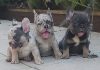 Photo №1. french bulldog - for sale in the city of Kreivilä | Is free | Announcement № 124063