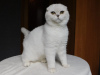Photo №2 to announcement № 14797 for the sale of scottish fold - buy in Ukraine from nursery, breeder