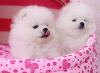 Photo №3. Cute Pomeranian puppies for free adoption. Germany