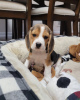 Photo №2 to announcement № 117602 for the sale of beagle - buy in Germany private announcement