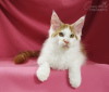 Photo №4. I will sell maine coon in the city of Kazan. from nursery, breeder - price - 333$