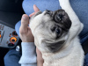 Photo №1. pug - for sale in the city of Brussels | negotiated | Announcement № 40174