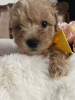 Additional photos: Maltipoo puppy