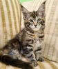 Photo №1. maine coon - for sale in the city of Jacksonville | 350$ | Announcement № 104303