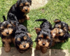 Photo №2 to announcement № 117546 for the sale of non-pedigree dogs - buy in Germany private announcement