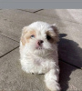 Photo №3. Shih tzu. United States