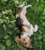 Photo №4. I will sell beagle in the city of Братислава. private announcement - price - negotiated